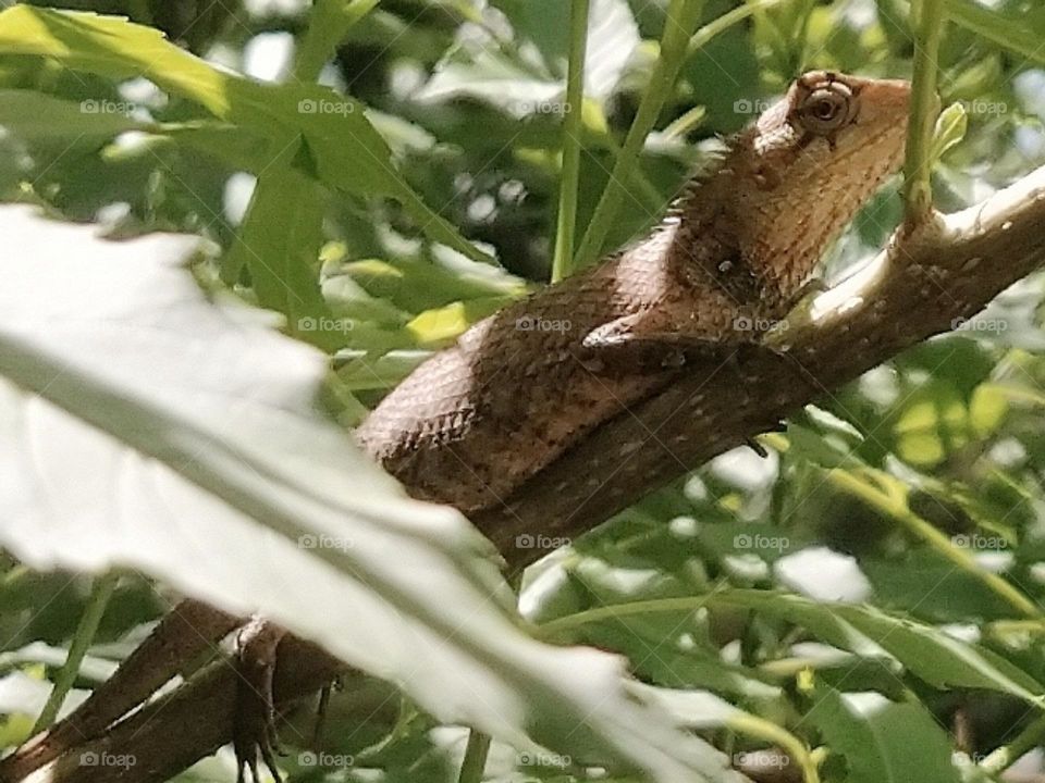 Oriental garden lizard