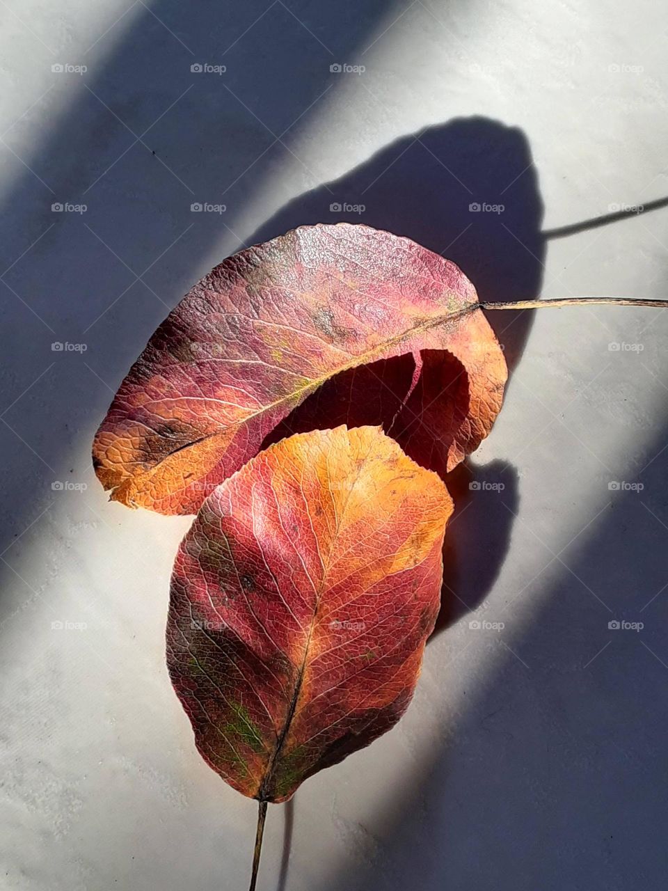 hojas de otoño