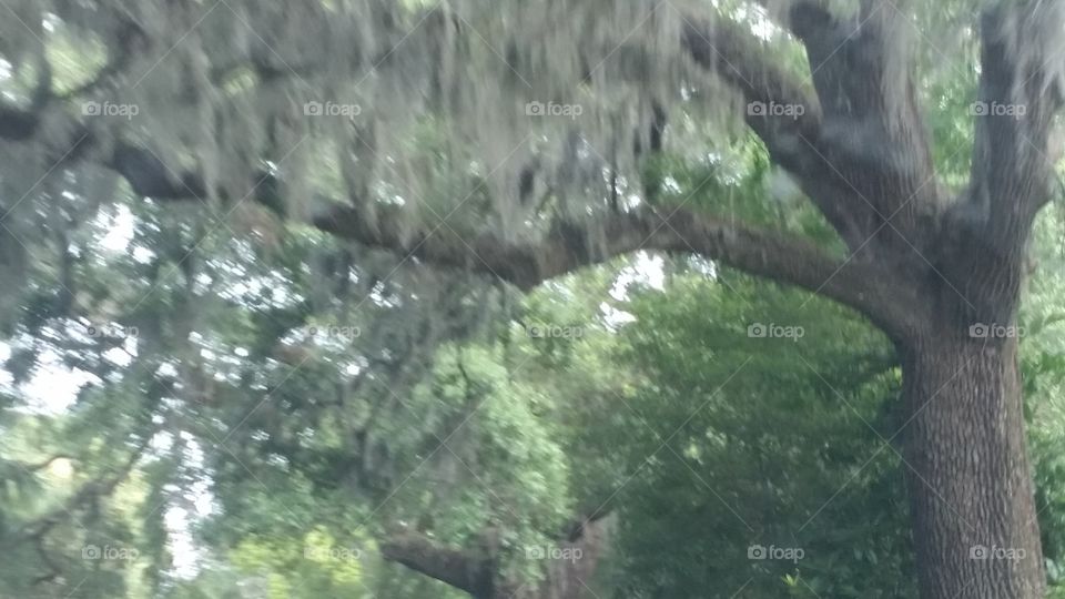 Tree, Landscape, No Person, Rain, Wood