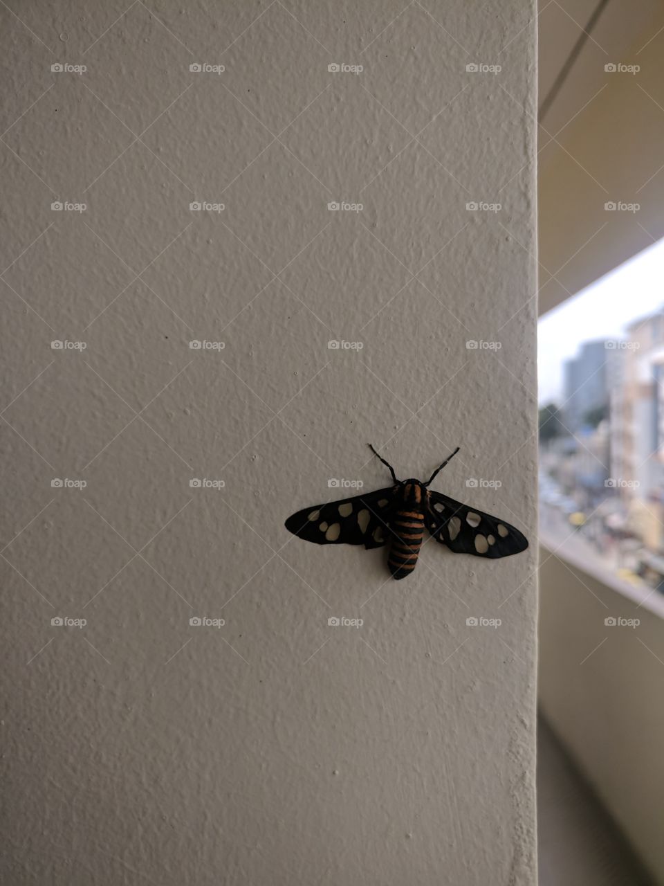 Moth in a concrete jungle