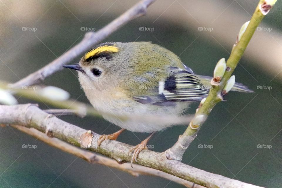 Goldcrest 