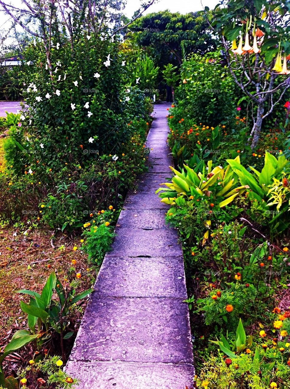 A garden pathway
