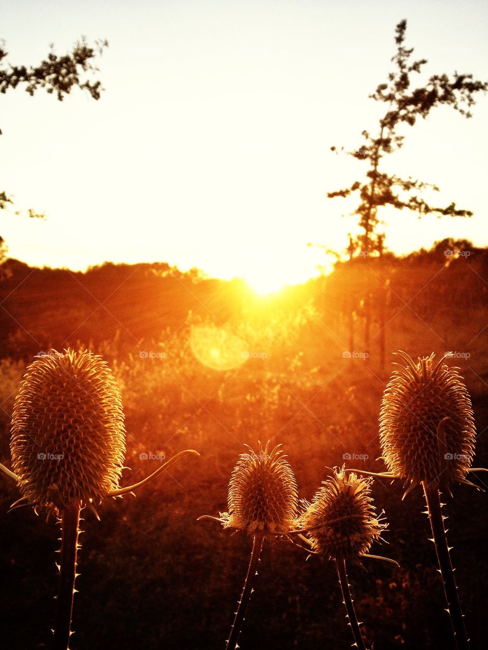 Sunset weeds