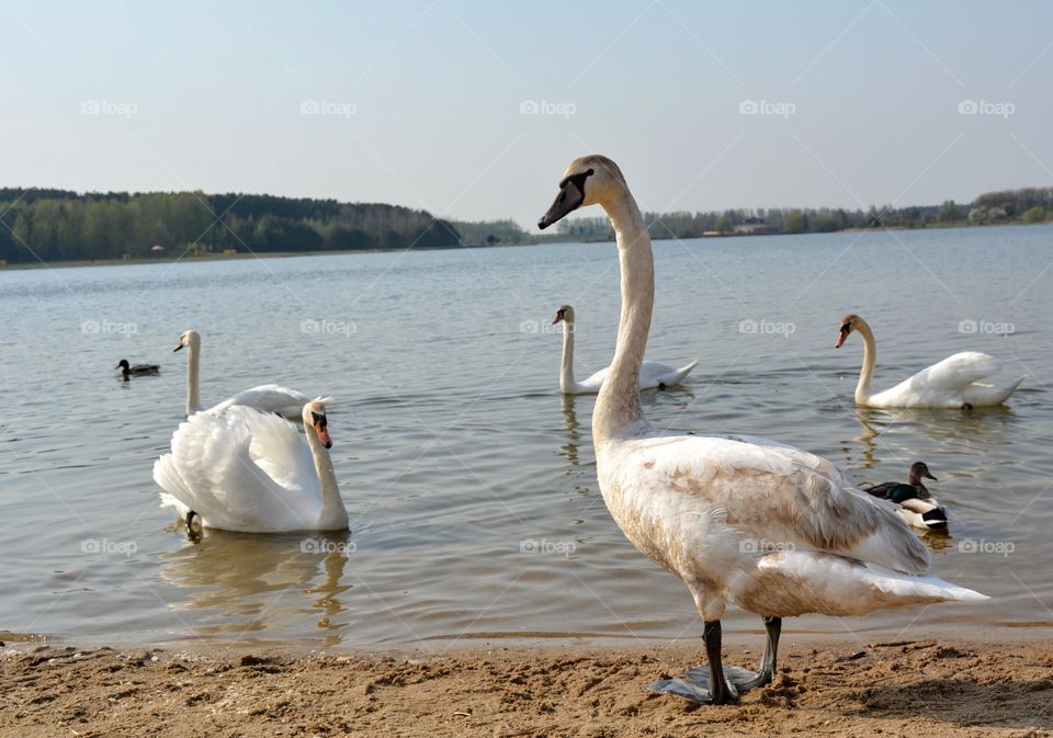 birds swans family on a lake spring countryside landscape