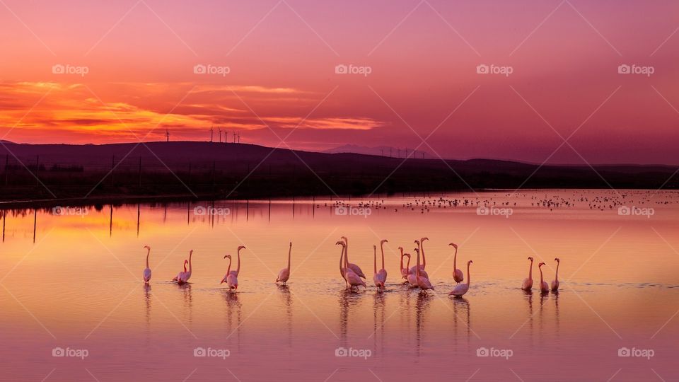 Sunset with flamingos