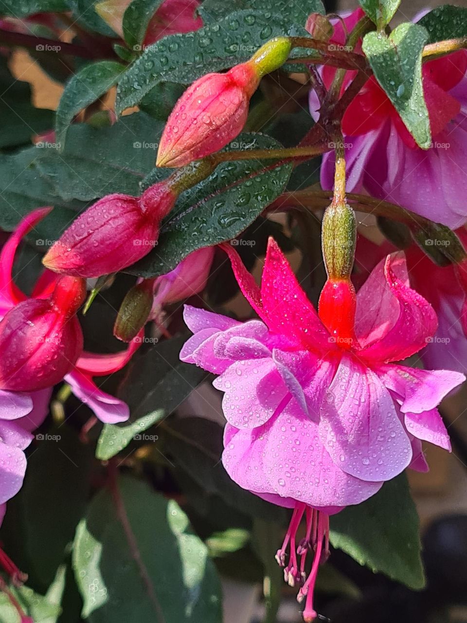 Fuchsia