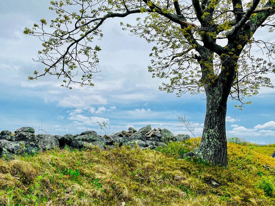 “Simply Spring.”  Leaves emerge from a dormant tree as clouds roll by the crest of a small hill.