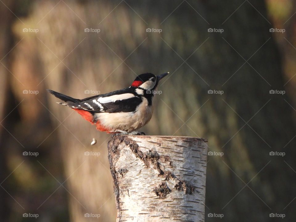 A woodpecker in a tree