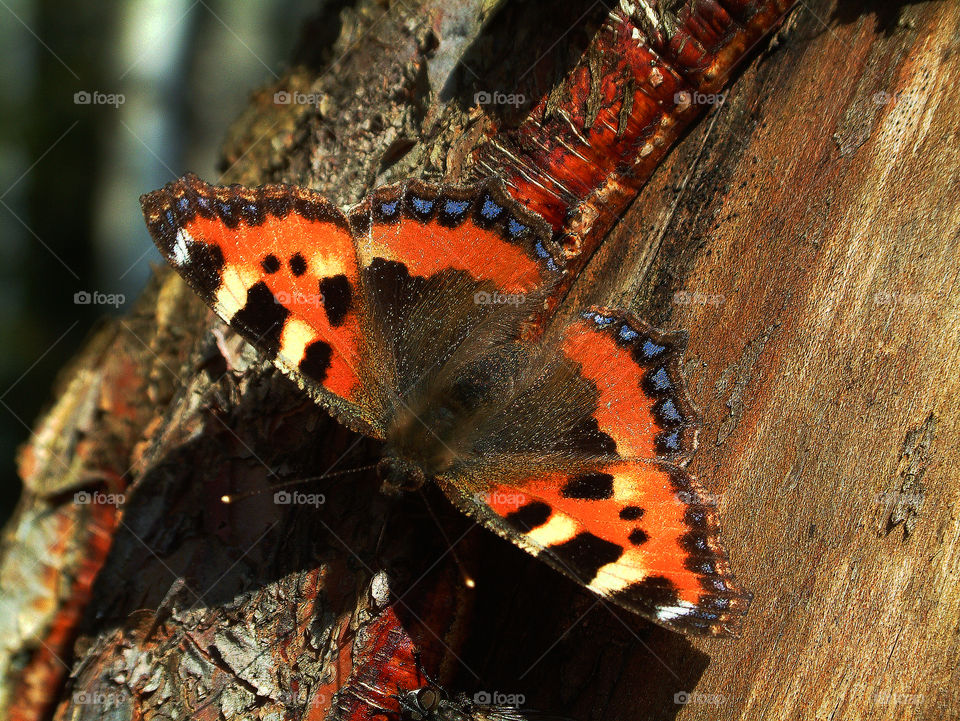 Butterfly urticaria