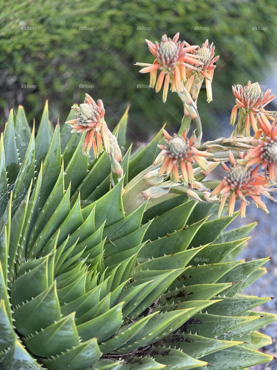 Aloe polyphylla flowering stem with its orange yellow hues
