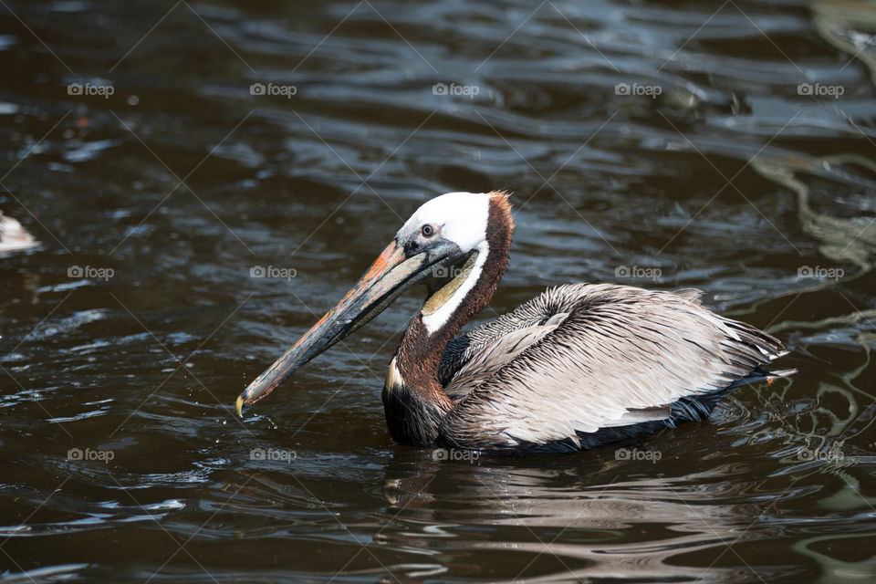 Bird, Water, No Person, Wildlife, Lake