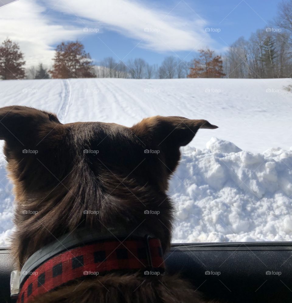 My pup watching winter