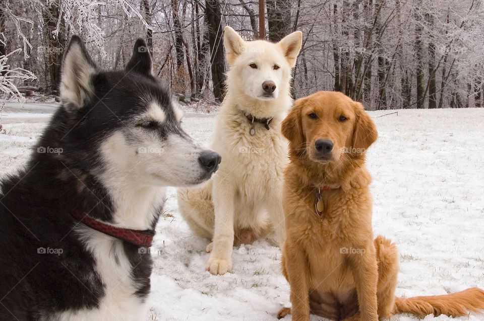 A husky a German Shepherd wolf and a golden retriever pose for the