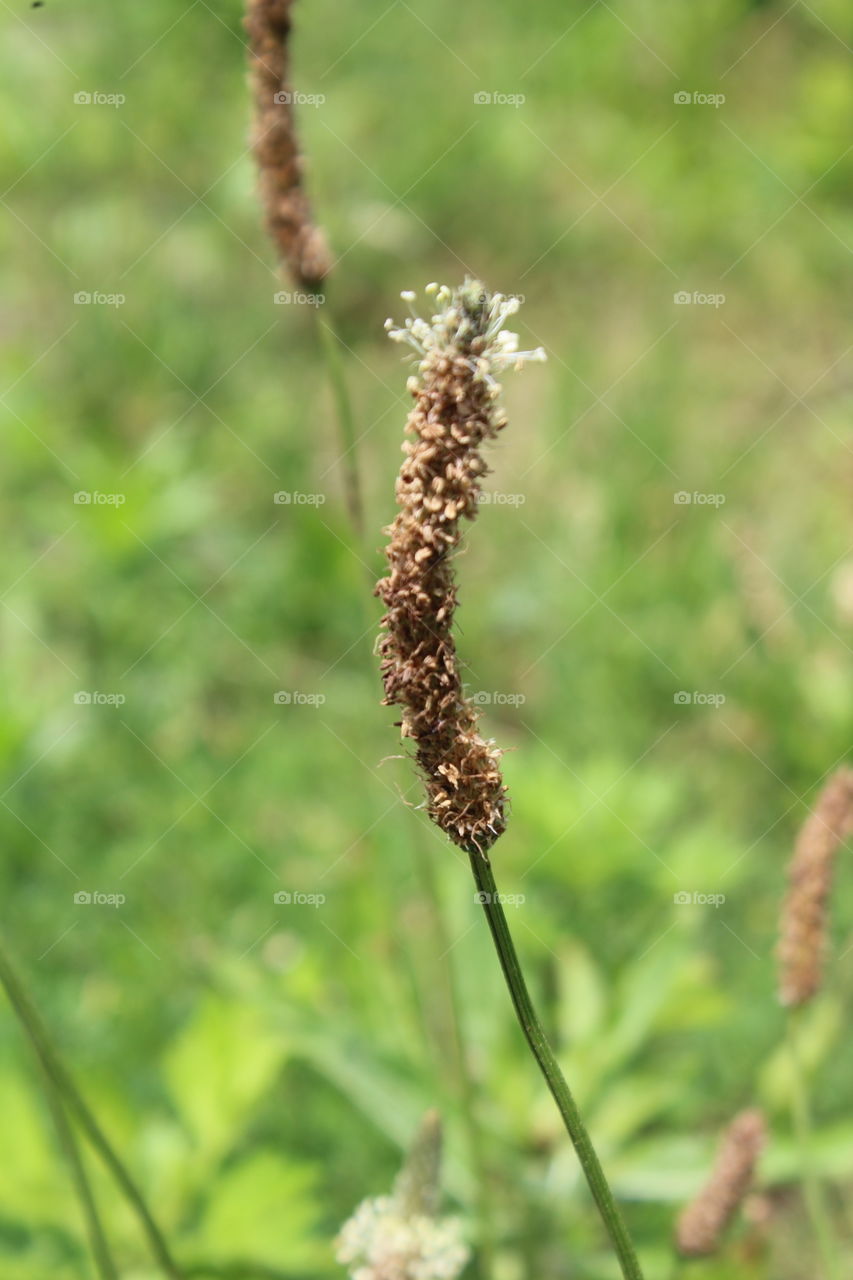Ribwort plantain, a flowering plant in the plantain family 