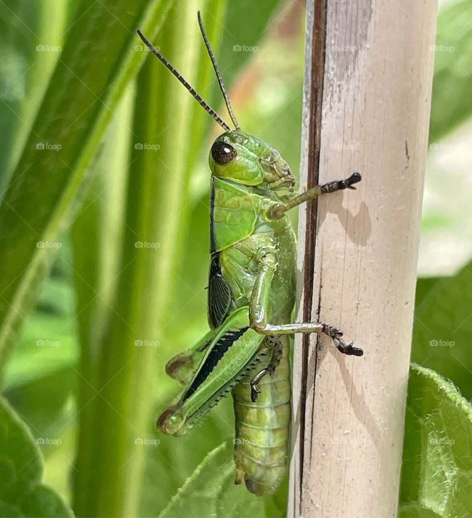 Grasshopper 