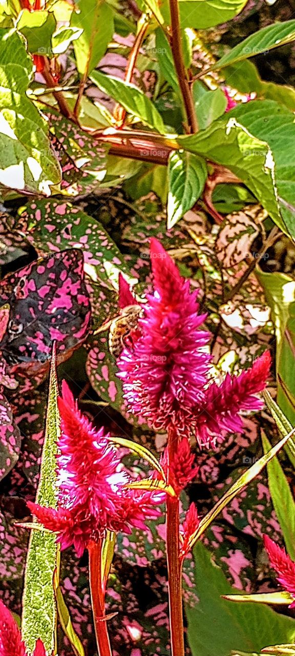 Bee Sideview in Purple Flower