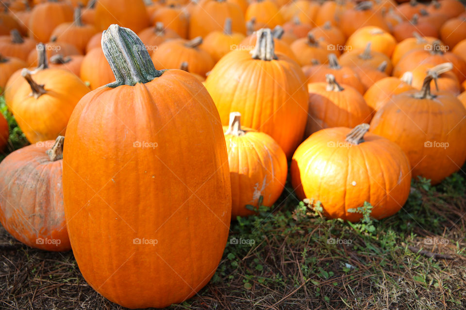 Pumpkins