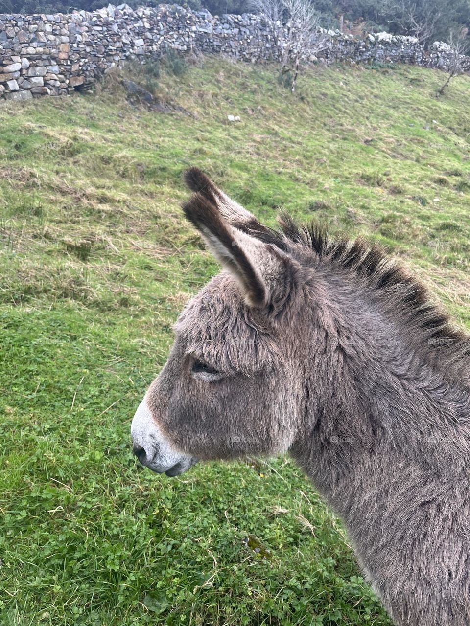 A donkey in profile 