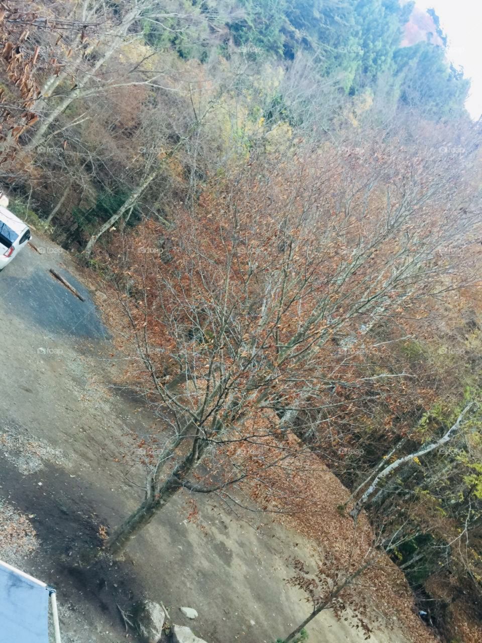 beautiful dried trees in the forest
