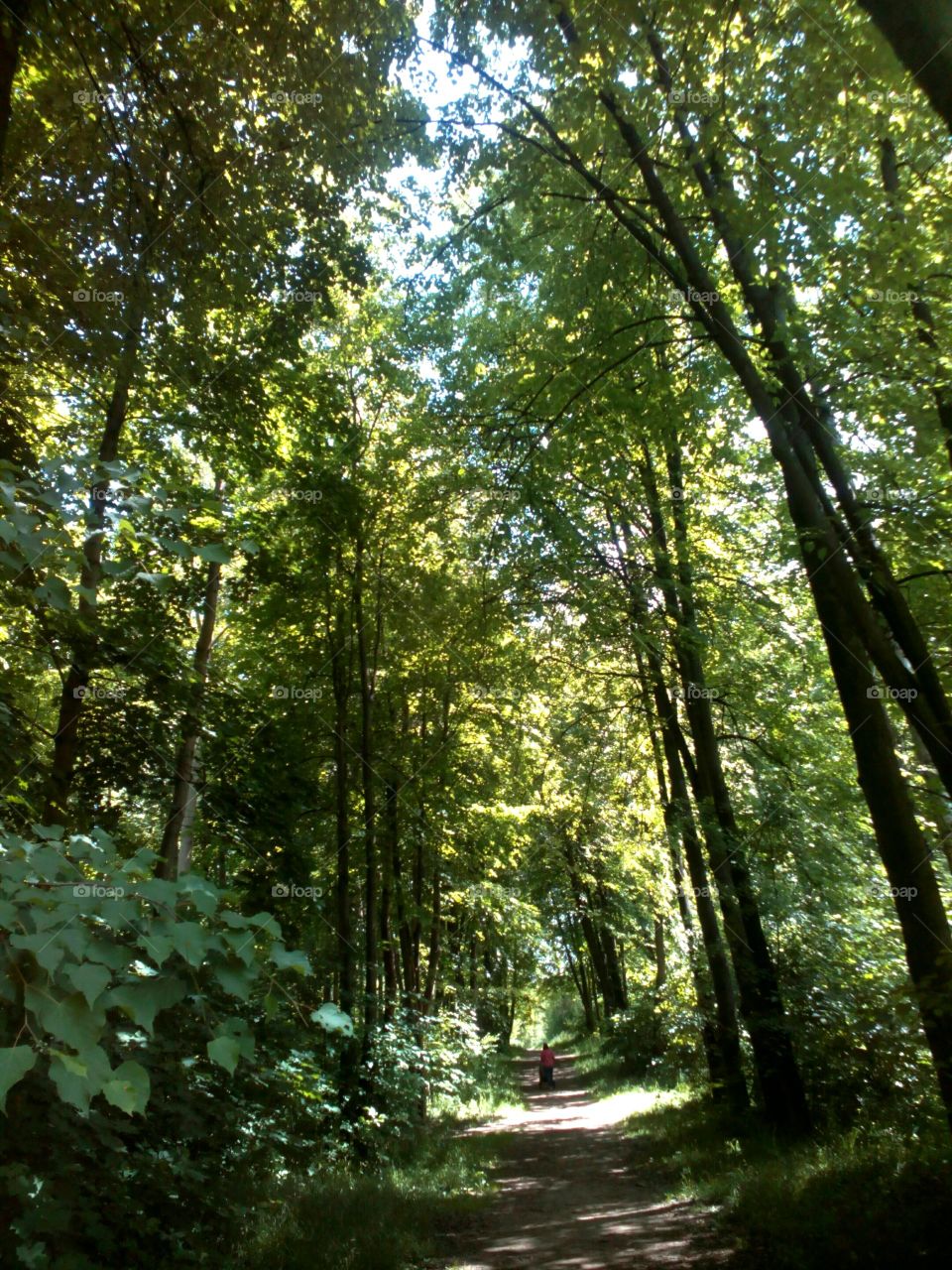 Wood, Leaf, Landscape, Tree, Park