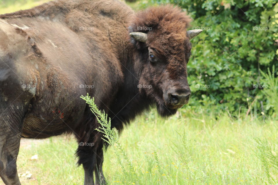 American bison