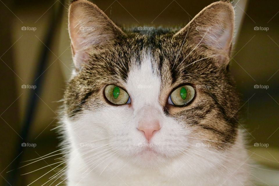 Headshot domestic tabby cat facing camera wide eyed, green eyes