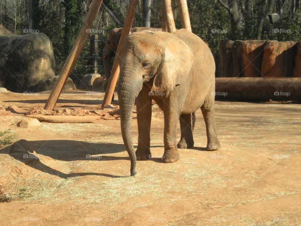 elephant . Asian Elephant 