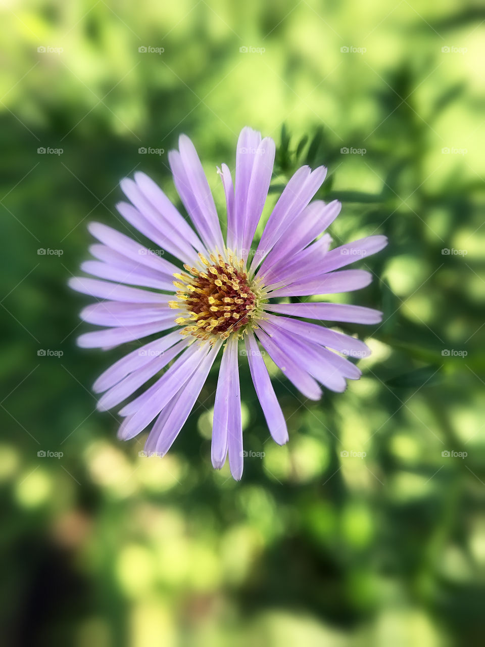 Beautiful flowers 