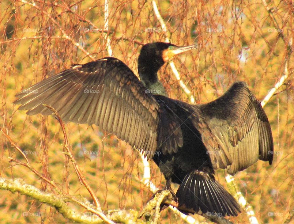 Cormorant