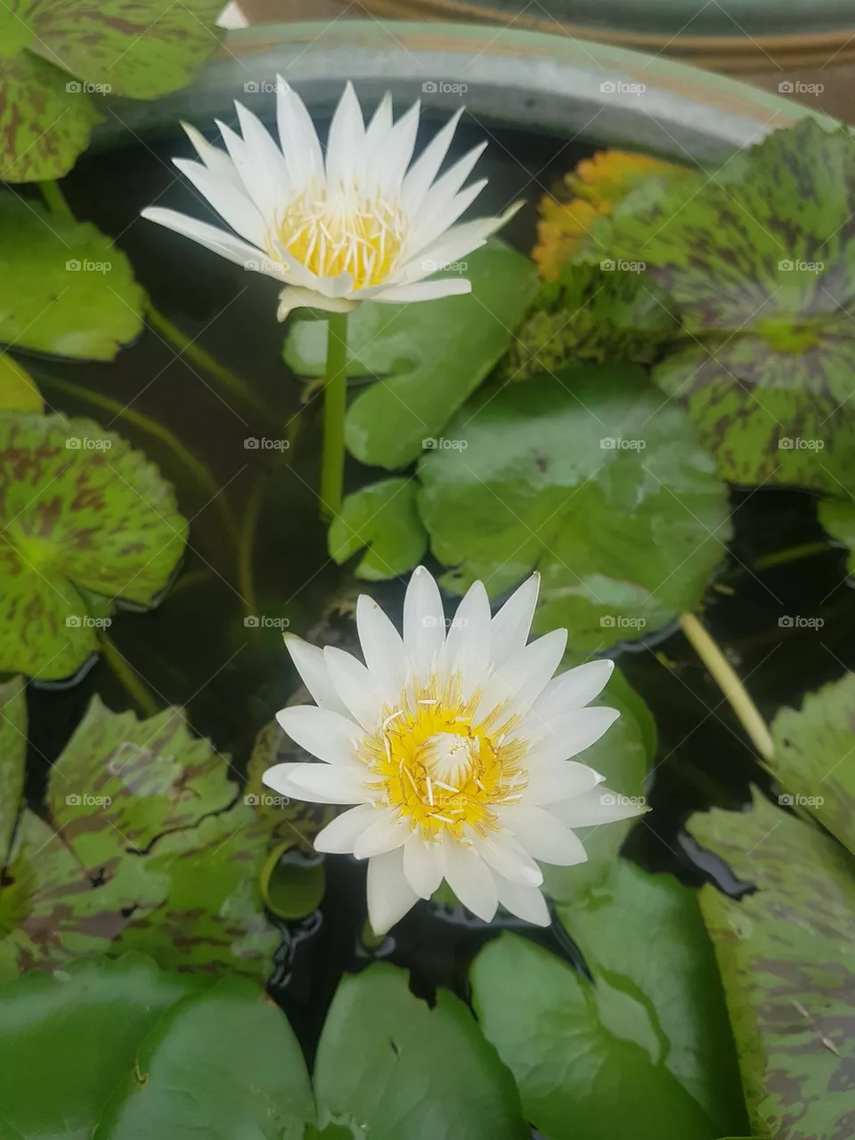 colored lotus