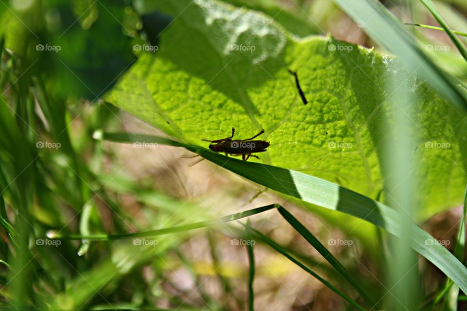 Beetle on plants