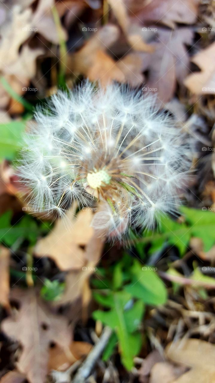 A close up of a single dandelion