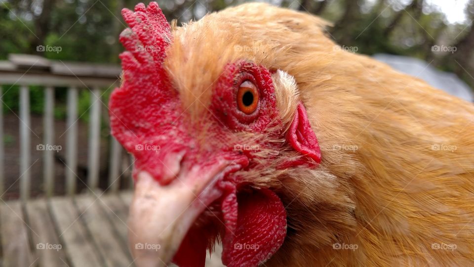 Poultry, Hen, Bird, Farm, Chicken