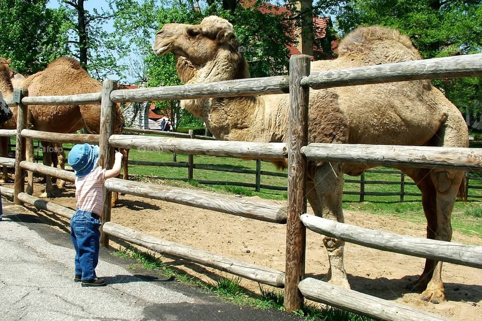 Camel greetings. Toddler looks up to camel