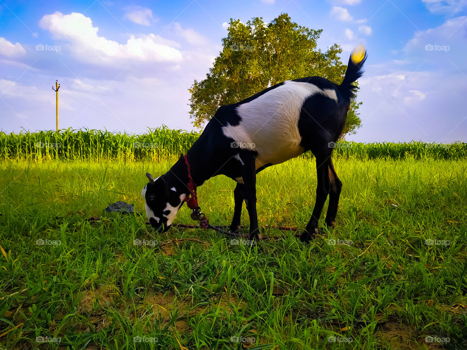 A closeup shot of a goat grazing in the meadow