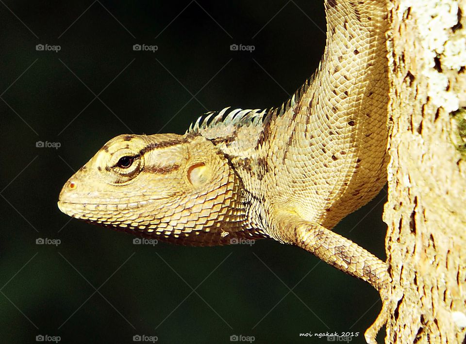 chameleon. a chameleon of the day