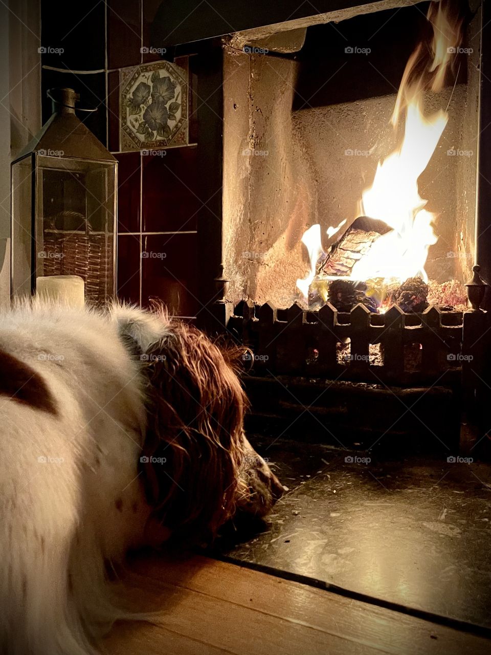 Asleep in front of the fire