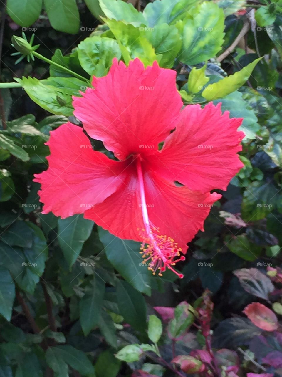 Pink Hibiscus