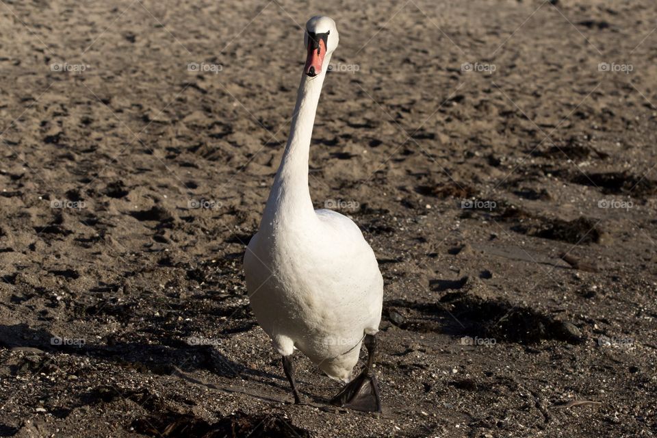 Beautiful big white swan walking on the sandy beach is coming towards the camera - stor vacker vit svan går på sandstrand, kommer rakt mot kameran