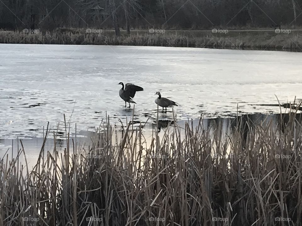 Two geese on the pond with one of them flapping its wings