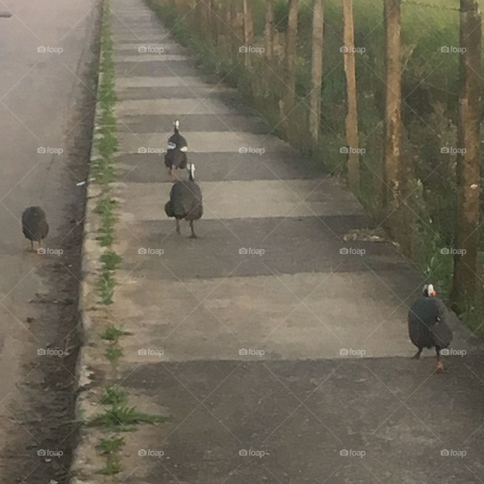 A fuga das galinhas! Encontrei esse bando de galinhas d’Angola fugindo pela rua! Será que irão para a panela?  🐓