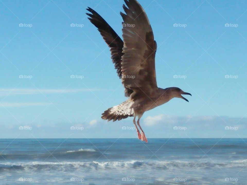 beautiful flying of seagull.