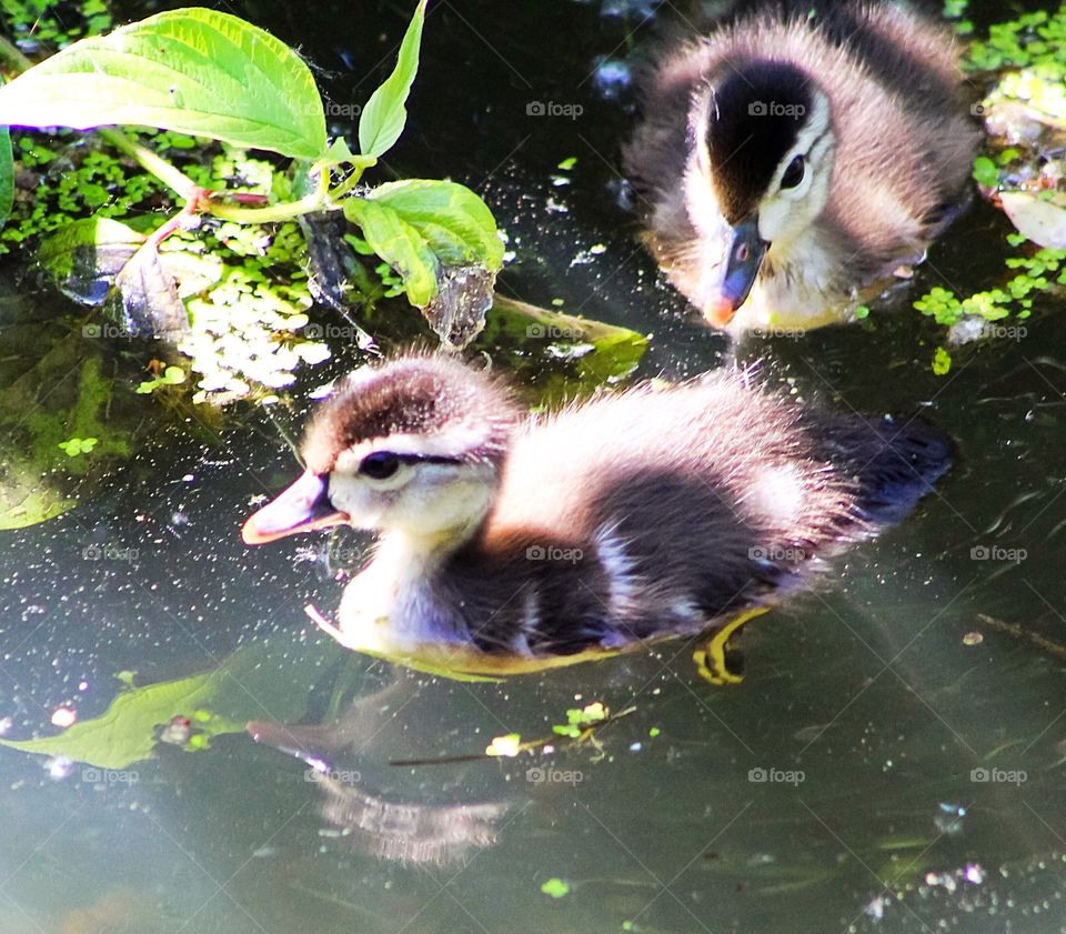 Adorable baby wood ducks making their way out of the tall grass and into the sunshine. Photo was taken at the Dominion Arboretum in Ottawa, Ontario, Canada in June 2018 