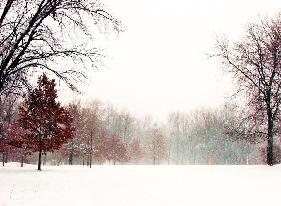 Scenic view of bare tree in winter