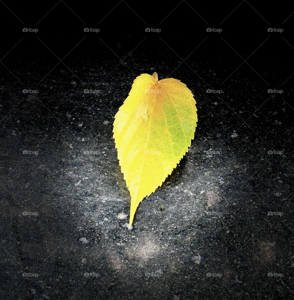 Leaf on the ground 