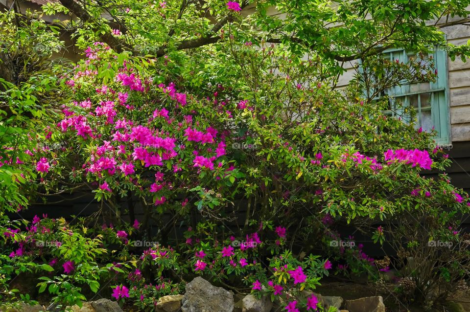 Spring is here and the backyard is again colourful and vibrant.