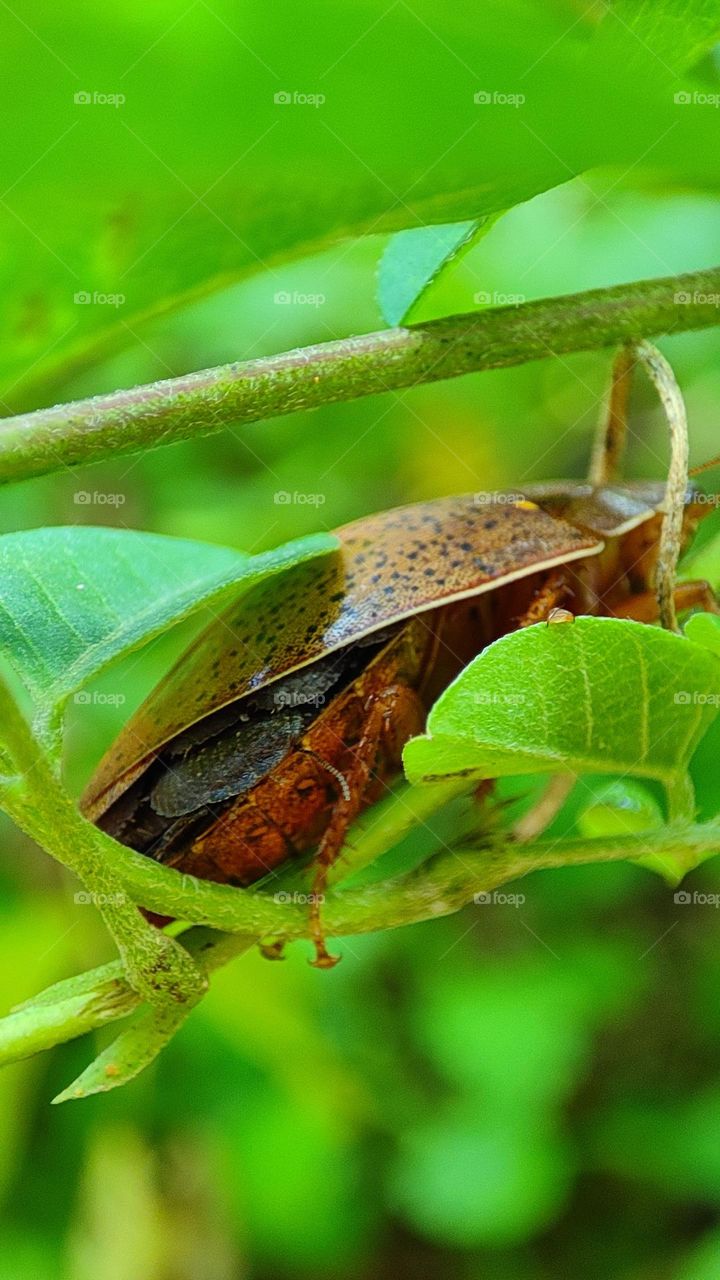 Hiding, bugs under bugs, mother bug holding her kids under the wings, lot of bugs, strange bugs, black bugs, hiding bugs