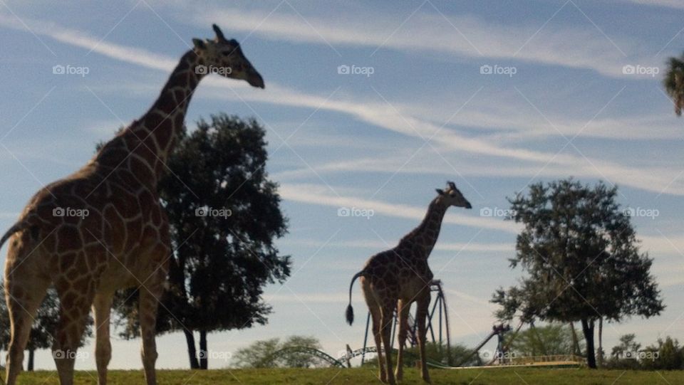 Giraffes coaster