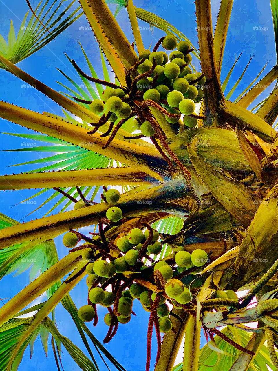 Wild palm fruits in the process of getting ripen. A beautiful snap from down with the view of the blue sky.