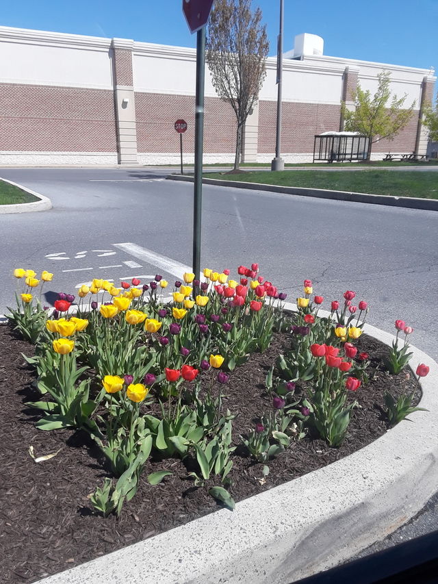 tulips